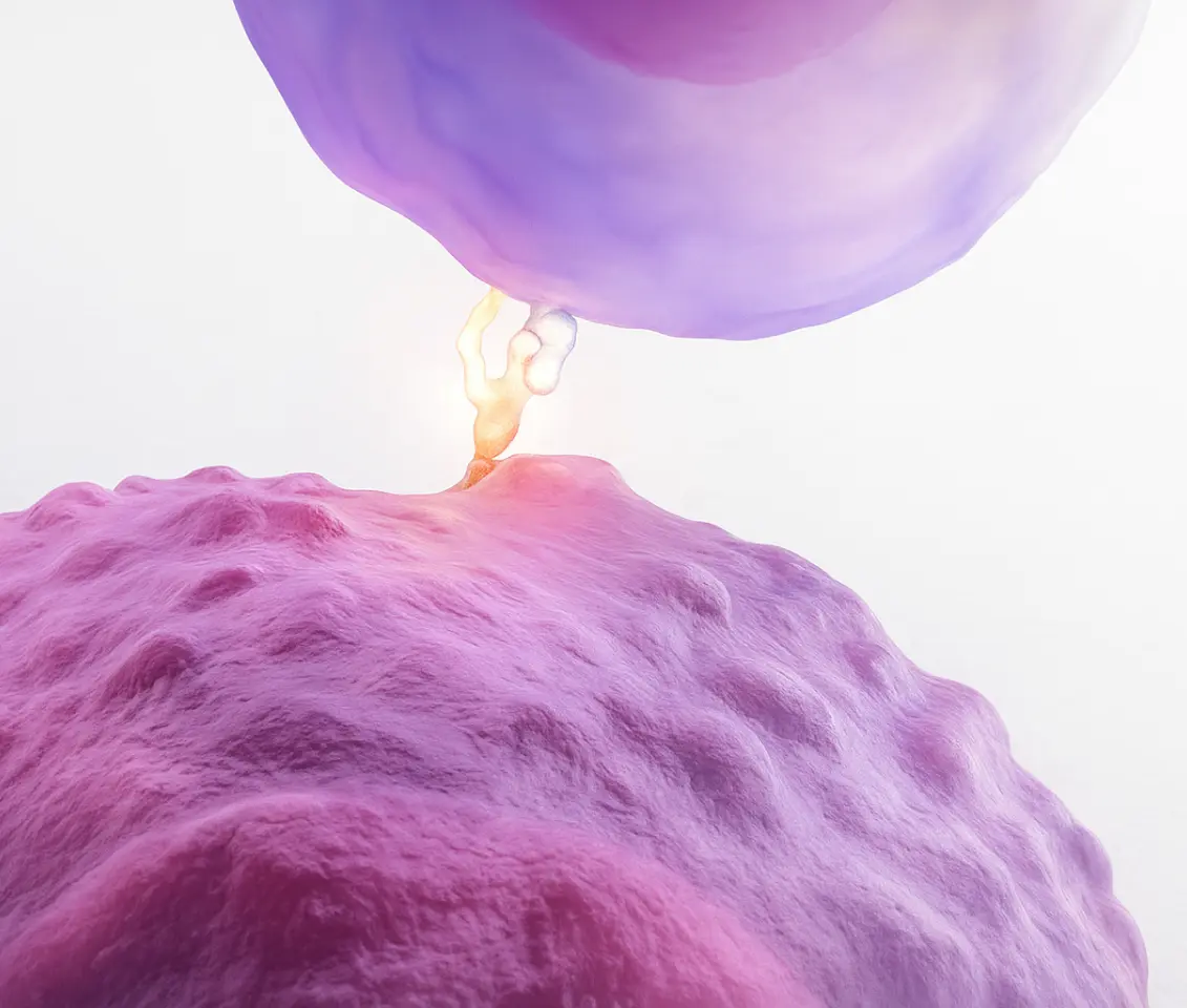 Illustration of immune system treating AL amyloidosis using patient’s own plasma cells in immunotherapy
