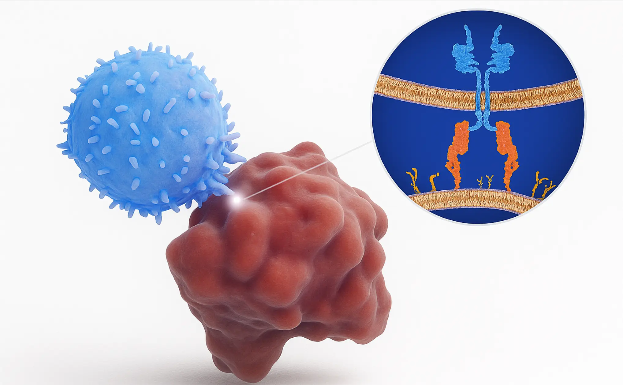 Immune cells activated for T-cell therapy showing personalized CAR T-cell treatment to fight cancer